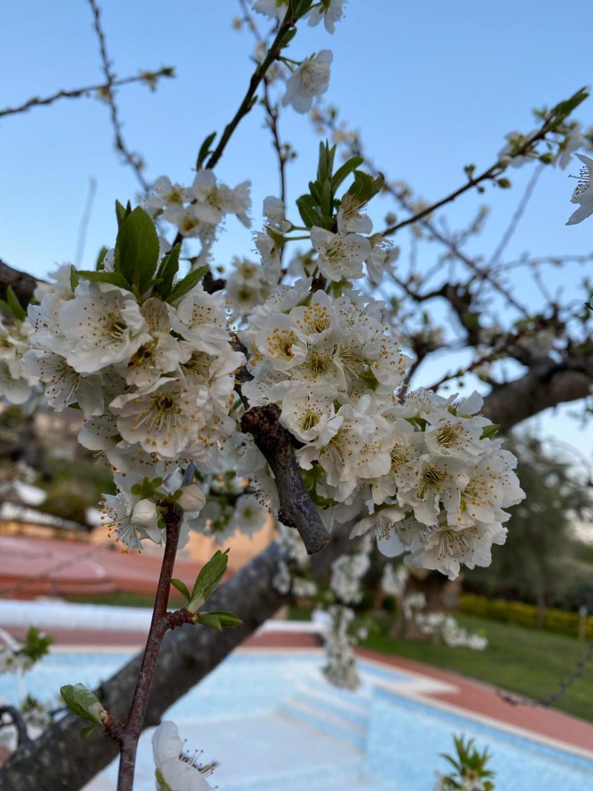 סלרנו B&B La Rosa מראה חיצוני תמונה